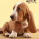 Basset P�s
