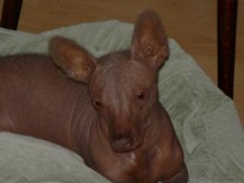 �������� ����