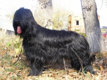 Yrmis Fidel Iness L etoile D Amour