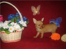 ������� �����