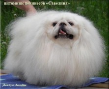 �������� ����� �����