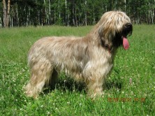 JUST A ILLUSION ZLOTA ELITA