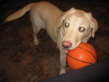 ��� (�����)