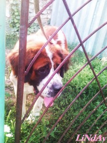 ����� (Brigh_der_Sent)