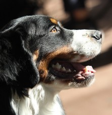 ������� �� ��������� �������