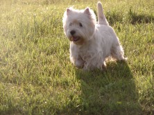 ����� ����� (�����)