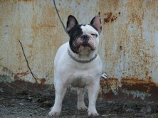 ���� ����� �������