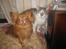 ������(����)