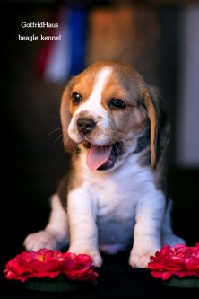 ������� ���� ������