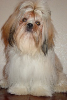 Zoryana Mriya Lily Princessa