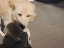 ������� :*