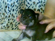 ����� ��������