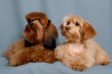 �������-�������