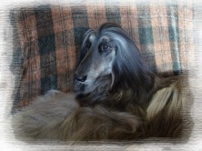 ������ �� �� ������� (����)