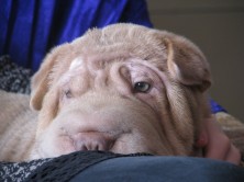 ������� ������ �������