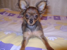 ���������(�����)