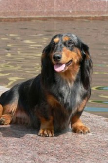 ����� �������� ����� �������