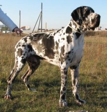 ������ ����