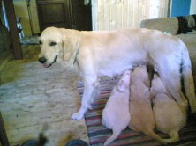 ��������(������� ��� ����)