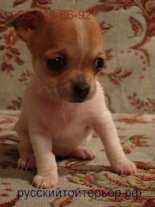 ��������� ����-���� �� ������� ��������