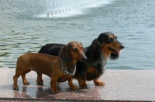 ����� �������� ��������� �����