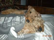 �����(��� ������� ����������� ��������)