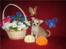 ���� ������