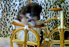 ����� ��������