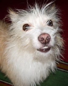 ����� ������