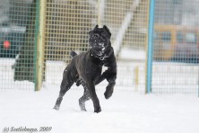 Sokrovische natsii Asterix son of Gallia (����)