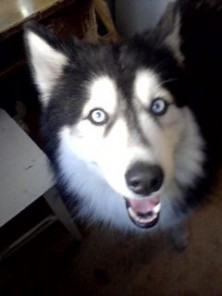 ������ �����