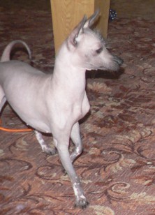 ���� (������)