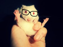 ������ :*