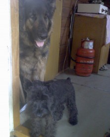 ����� ������� ����� (����)