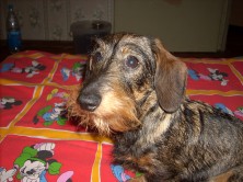 ����� ������� (����)