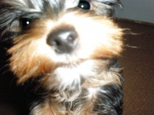 Prince Jeann Casharel