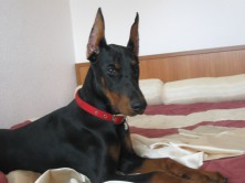 Alan Briz Viva Viktoria