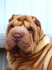 ��� ���� �� ���� �����