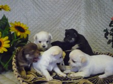 ����� ��������