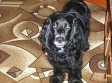 �������� (�����)