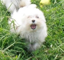 ������ �������