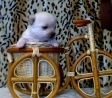 ����� ��������