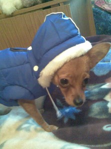 ������(����)