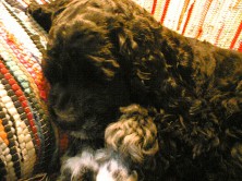 �������(�����)