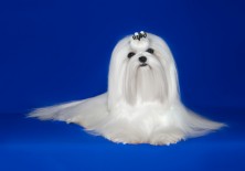 ������� ������ ������