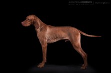 Magasparti Rutinos King