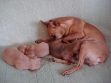 ��������� ���-������ - ������