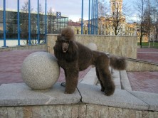 ������ ���������� ���