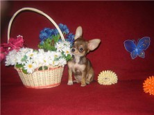 ������� �����