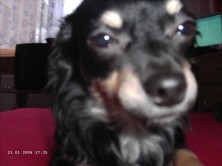 Cooper Mexican Dream